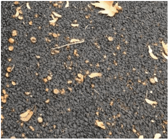 Organic deposits such as leaves and pine needles collecting on a pervious pavement surface